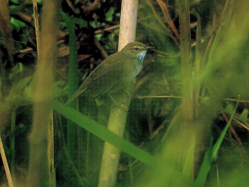 Baikal Bush Warbler (Locustella davidi) photo