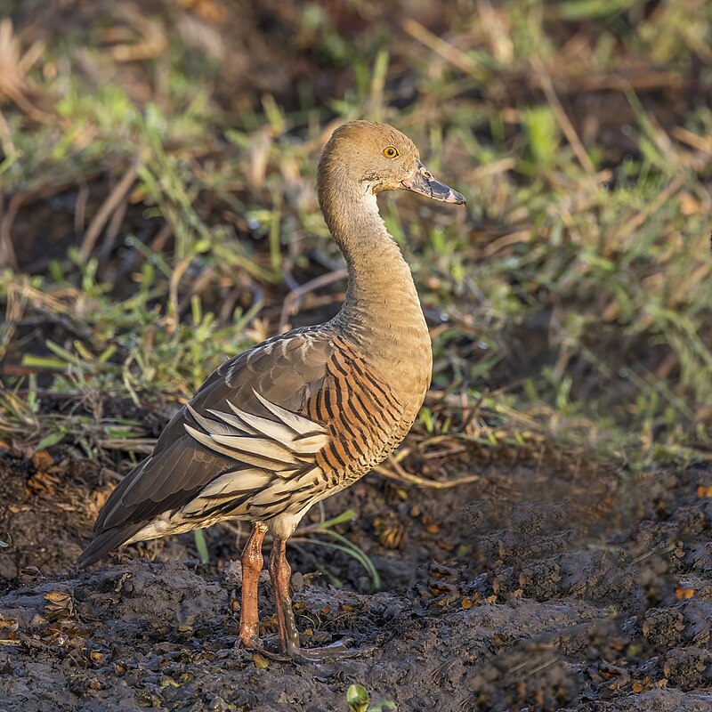 Plumed Whistling-Duck (Dendrocygna eytoni) photo