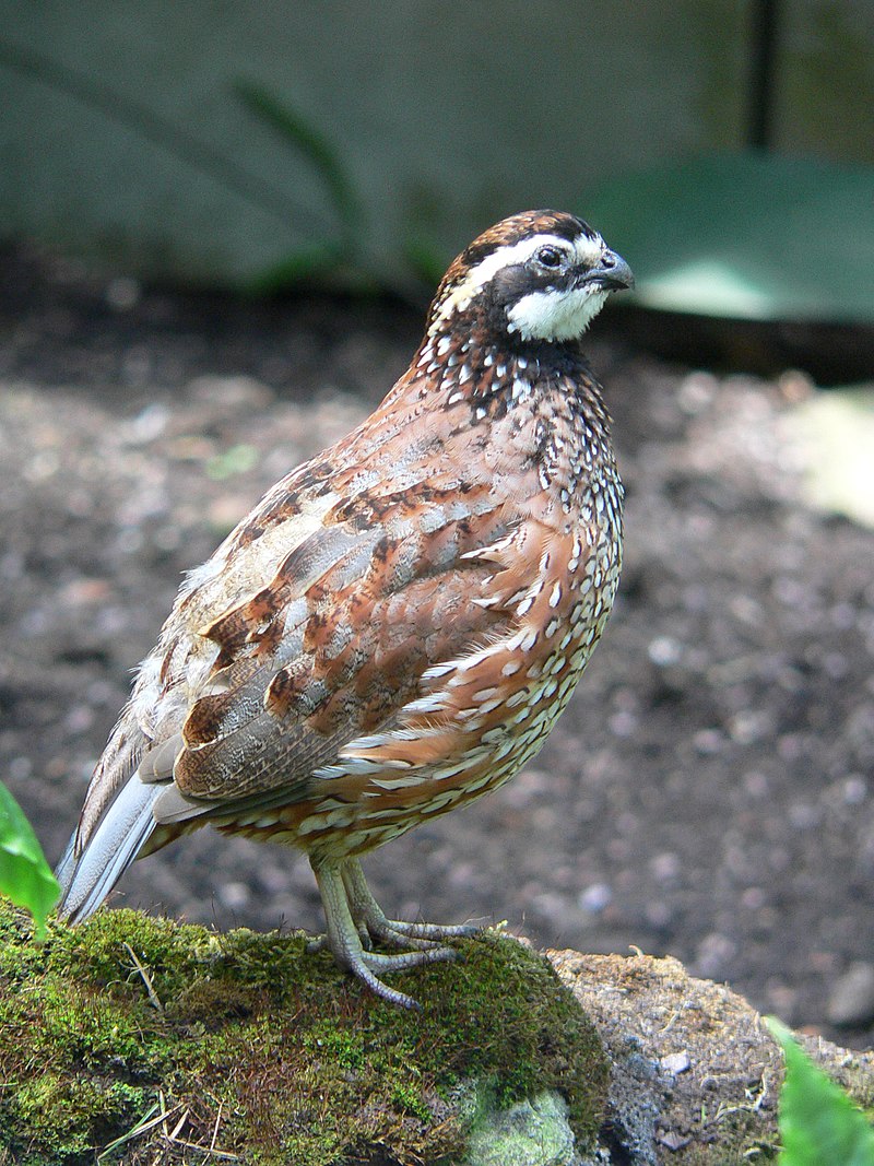 Northern Bobwhite (Colinus virginianus) photo