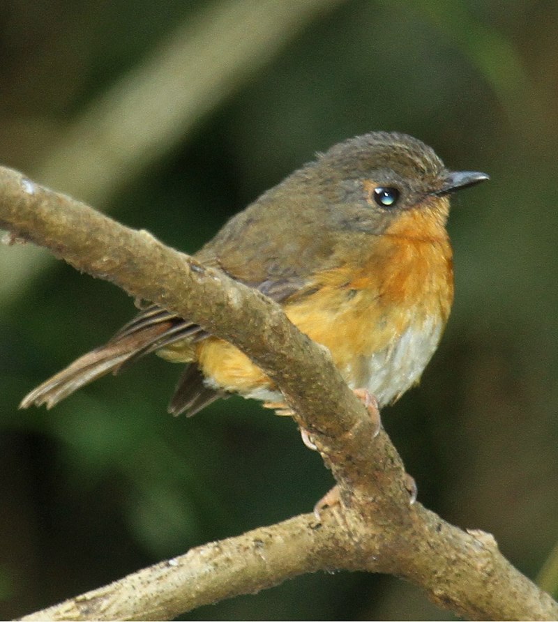 Equatorial Akalat (Sheppardia aequatorialis) photo
