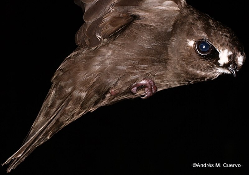 Spot-fronted Swift (Cypseloides cherriei) photo