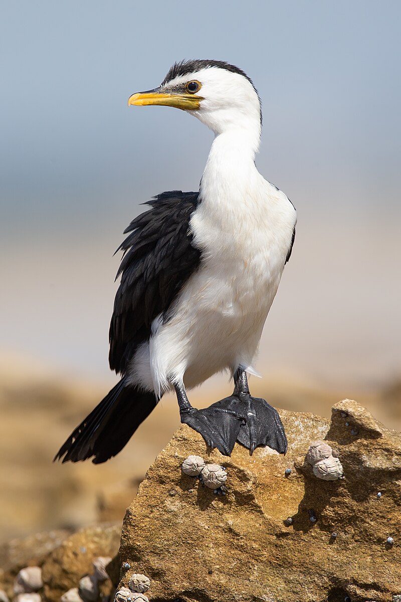 Little Pied Cormorant (Microcarbo melanoleucos) photo
