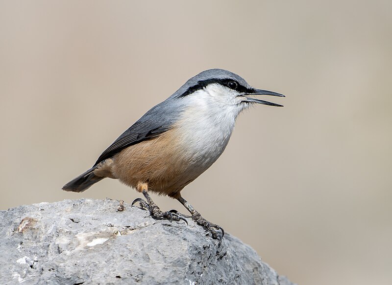 Western Rock Nuthatch (Sitta neumayer) photo