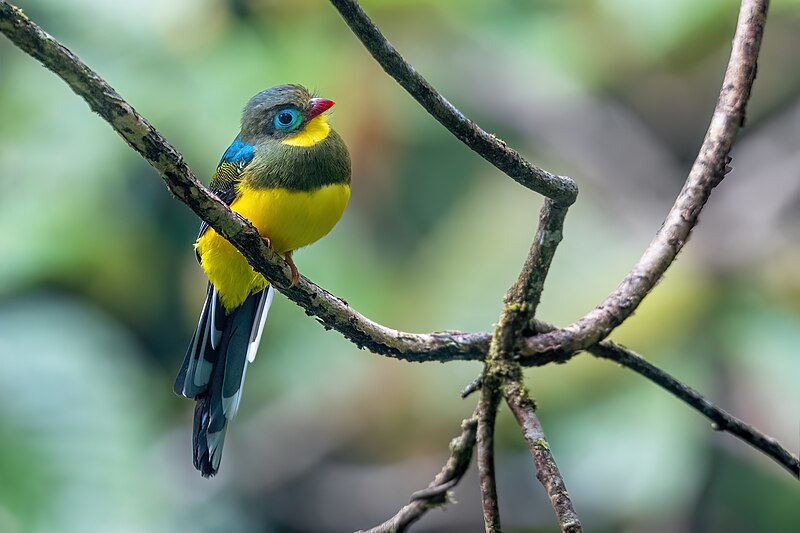 Sumatran Trogon (Apalharpactes mackloti) photo