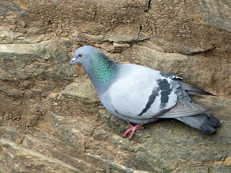 Rock Pigeon (Columba livia) photo