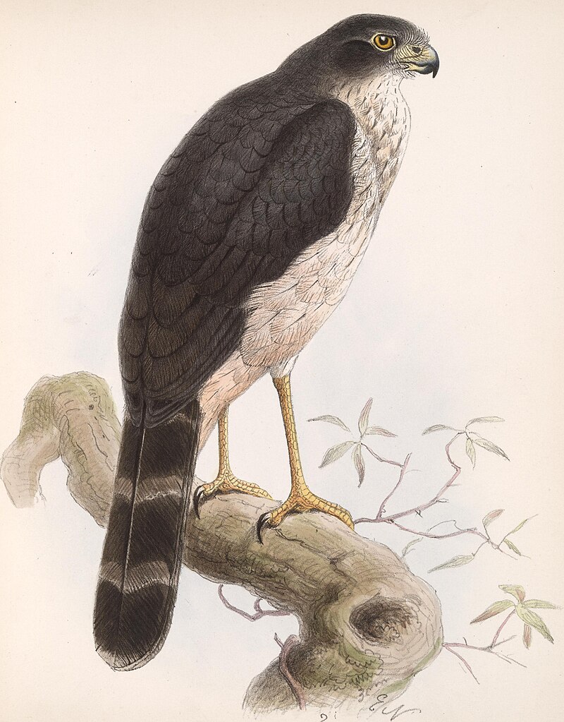 Slaty-backed Forest-Falcon (Micrastur mirandollei) photo