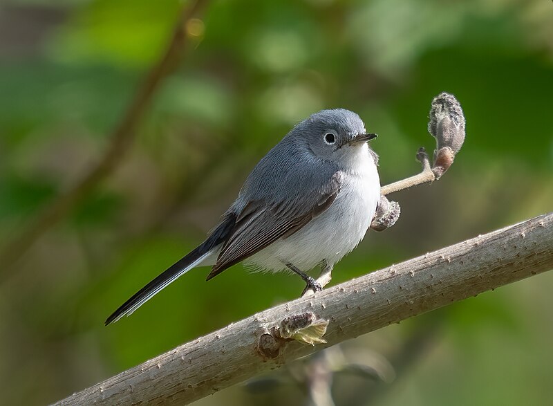 Blue-gray Gnatcatcher (Polioptila caerulea) photo