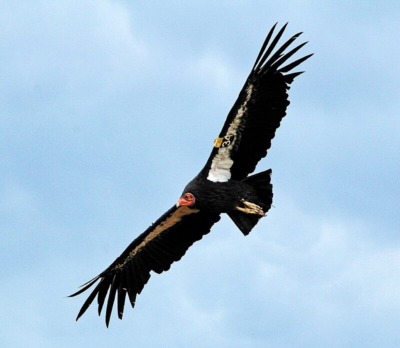 California Condor (Gymnogyps californianus) photo