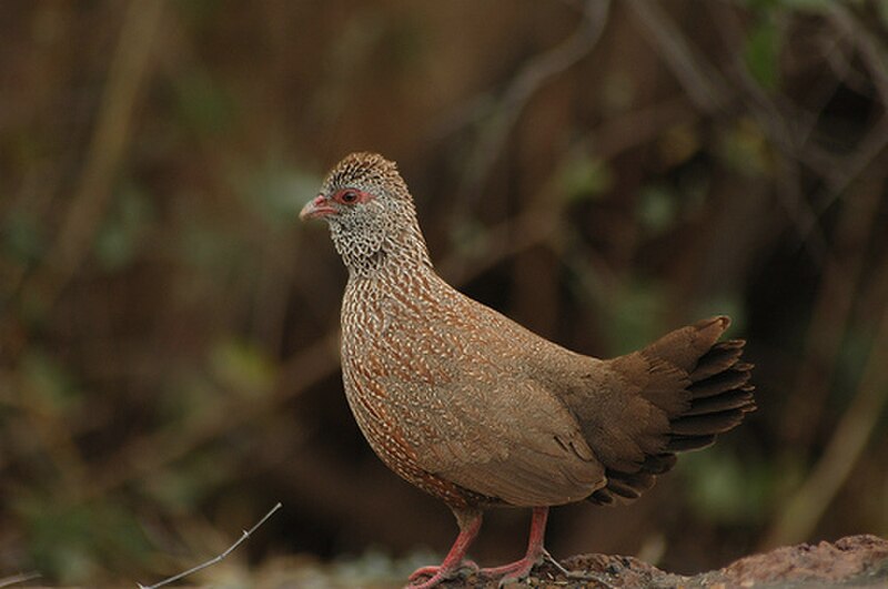 Stone Partridge (Ptilopachus petrosus) photo