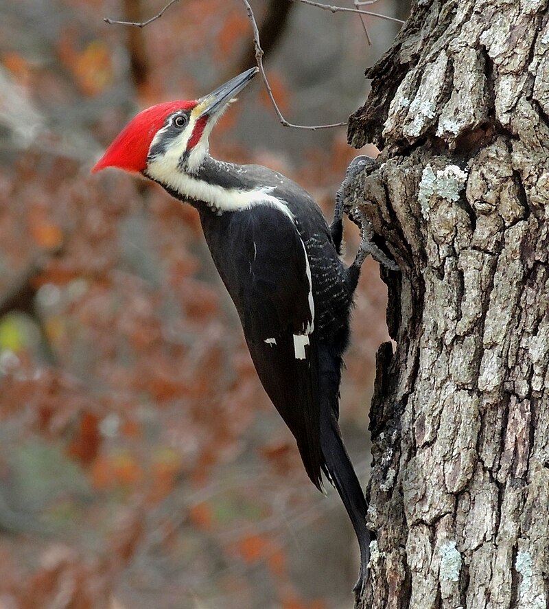 Pileated Woodpecker (Dryocopus pileatus) photo