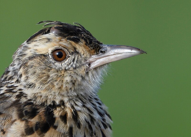 Plateau Lark (Corypha nigrescens) photo