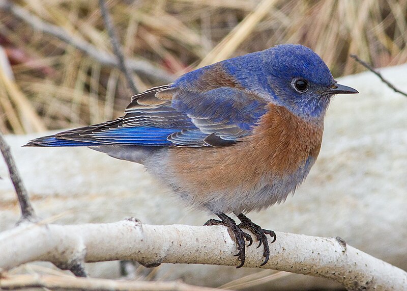 Western Bluebird (Sialia mexicana) photo