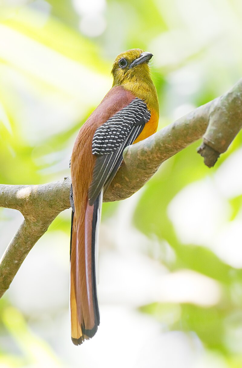 Orange-breasted Trogon (Harpactes oreskios) photo