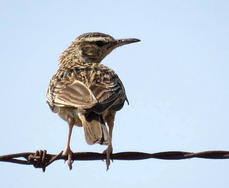Short-clawed Lark (Certhilauda chuana) photo