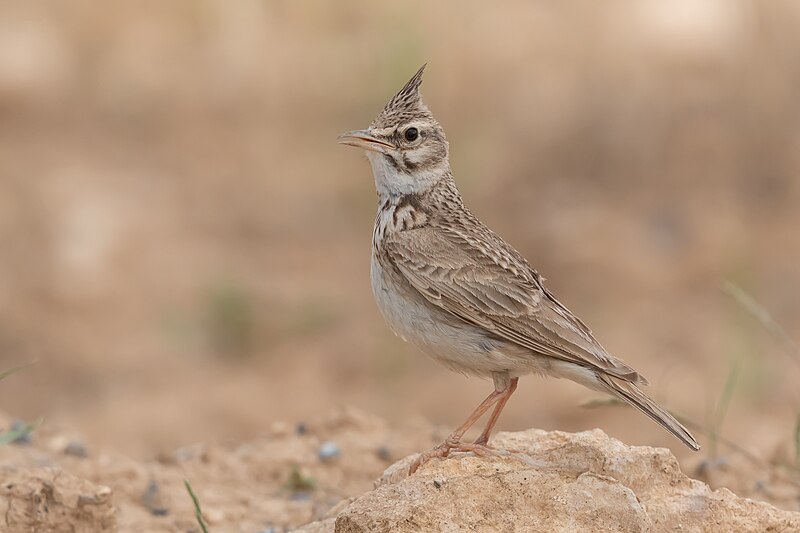 Crested Lark (Galerida cristata) photo