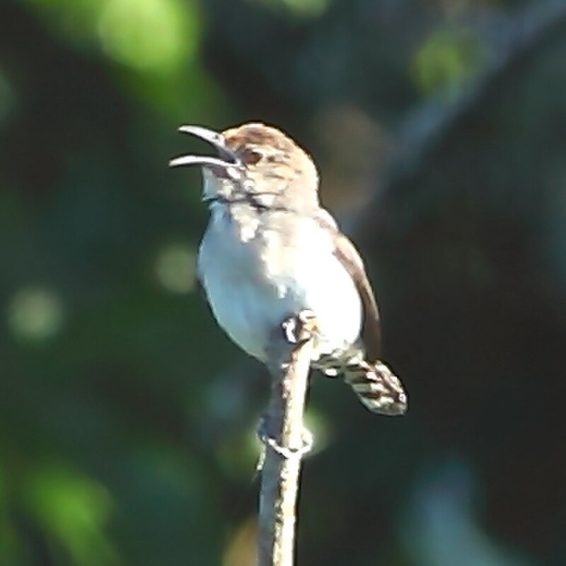 Tooth-billed Wren (Odontorchilus cinereus) photo