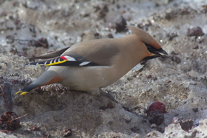 Bohemian Waxwing (Bombycilla garrulus) photo
