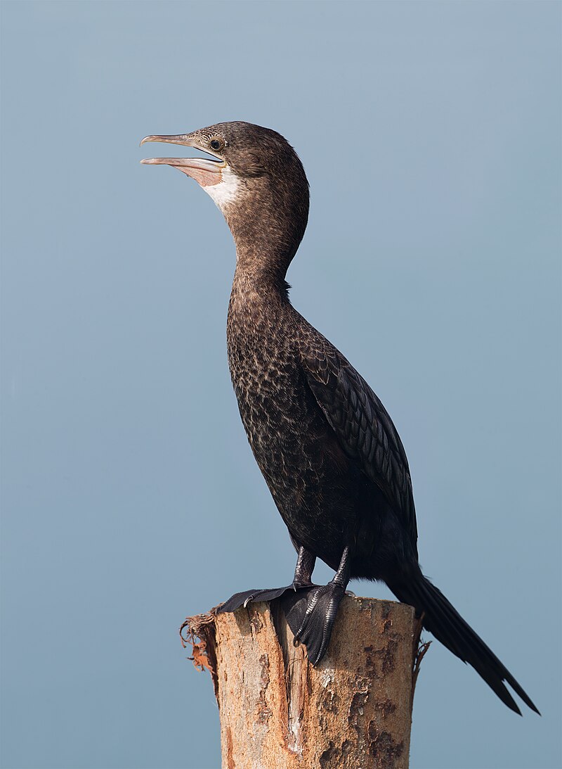 Little Cormorant (Microcarbo niger) photo