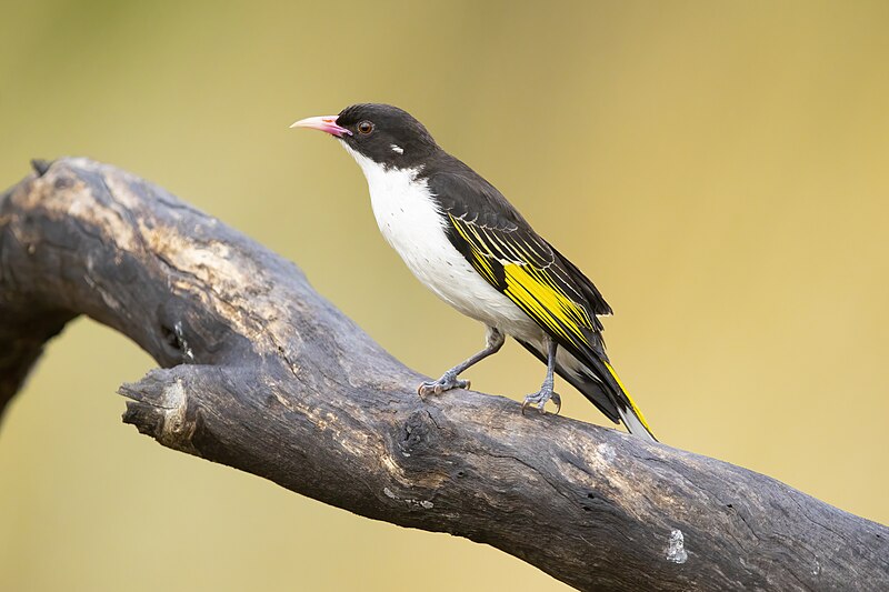 Painted Honeyeater (Grantiella picta) photo