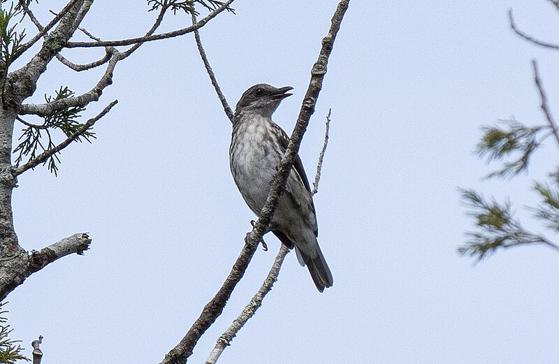 Visayan Rhabdornis (Rhabdornis rabori) photo