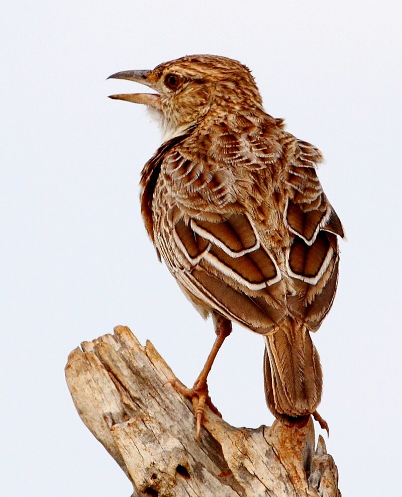 Sentinel Lark (Corypha athi) photo