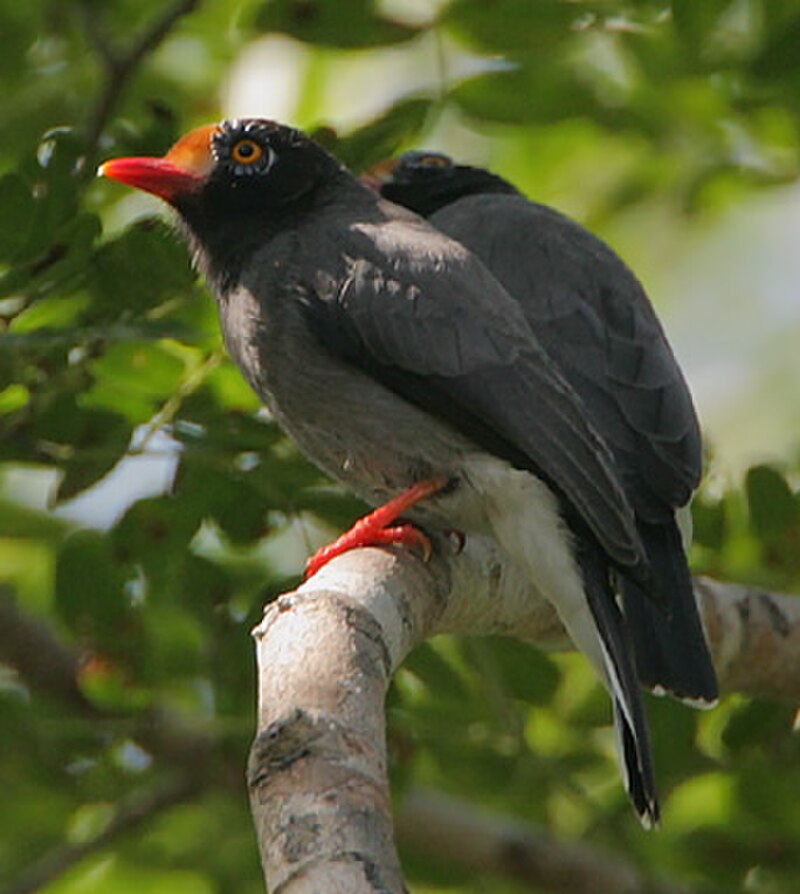Chestnut-fronted Helmetshrike (Prionops scopifrons) photo