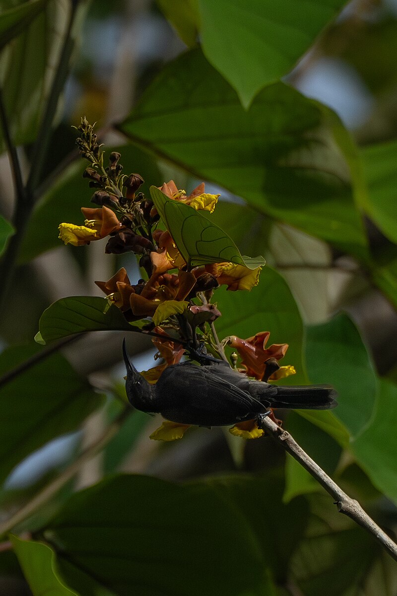 Ruby-throated Myzomela (Myzomela eques) photo