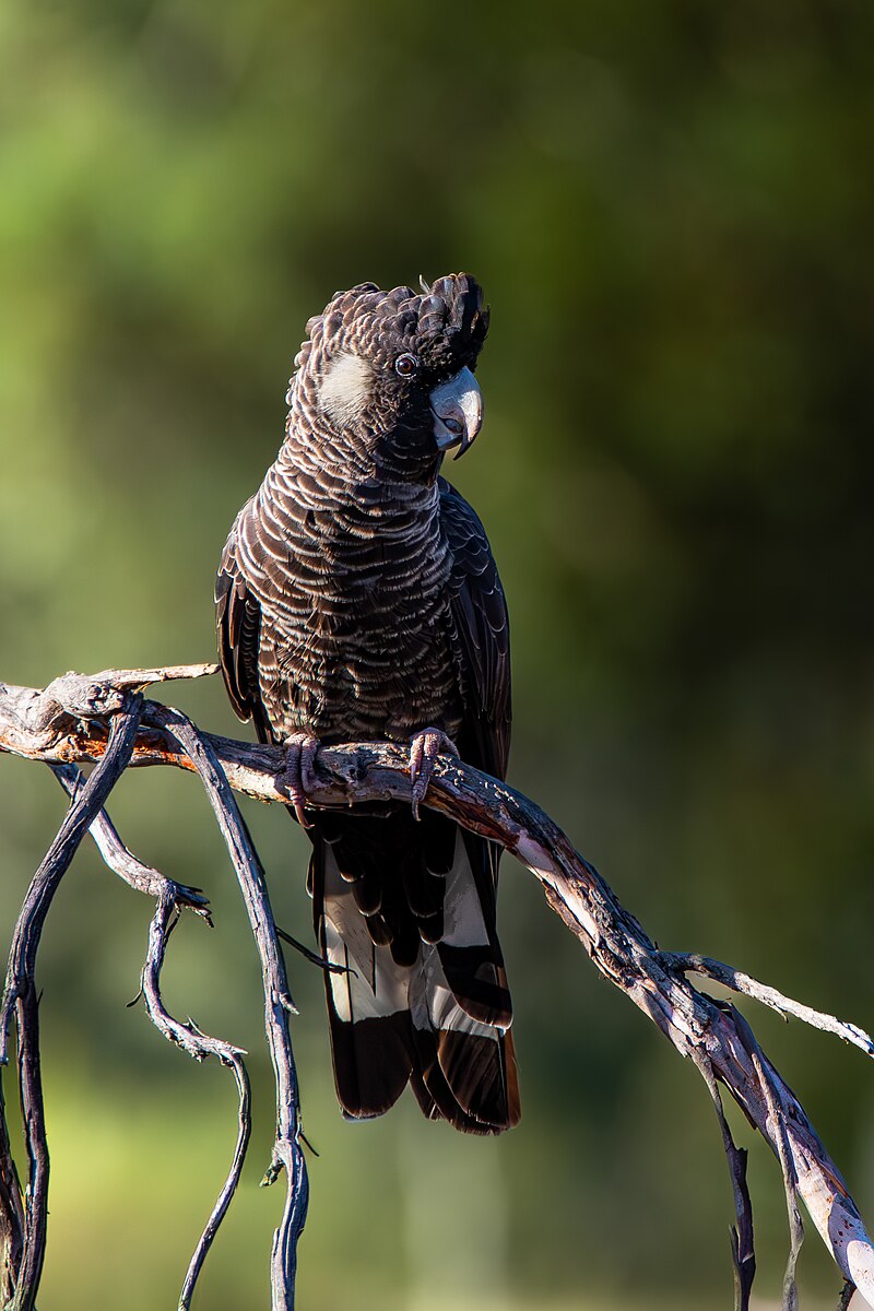 Baudin's Black-Cockatoo (Zanda baudinii) photo