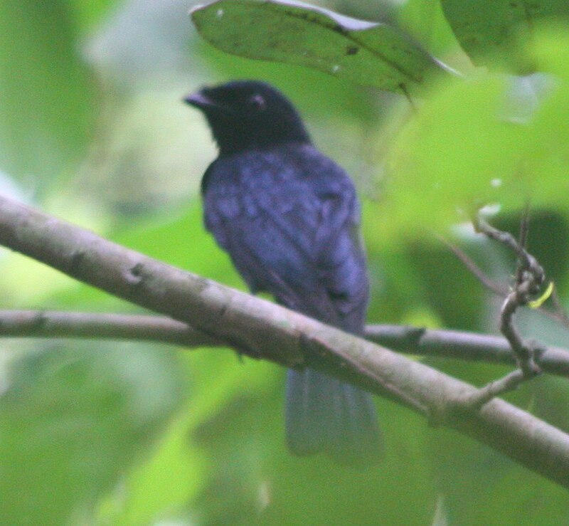 Shining Drongo (Dicrurus atripennis) photo