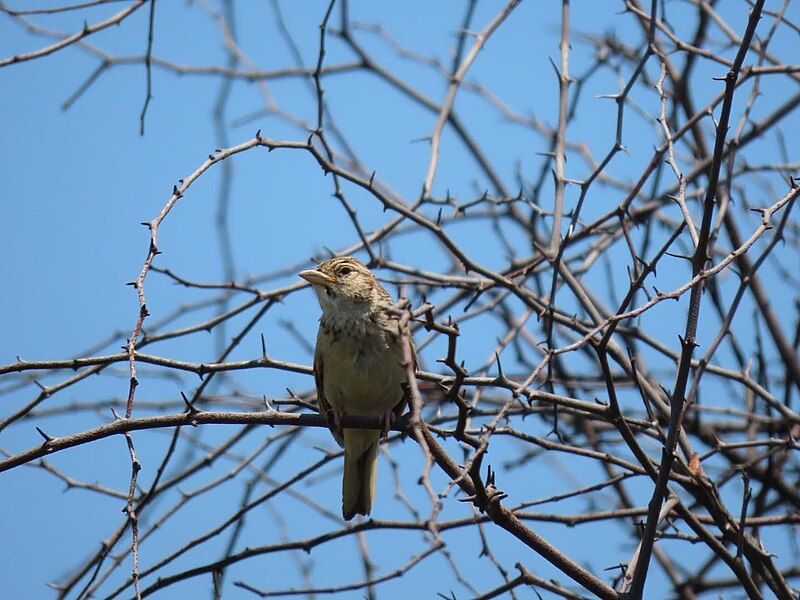 Melodious Lark (Mirafra cheniana) photo