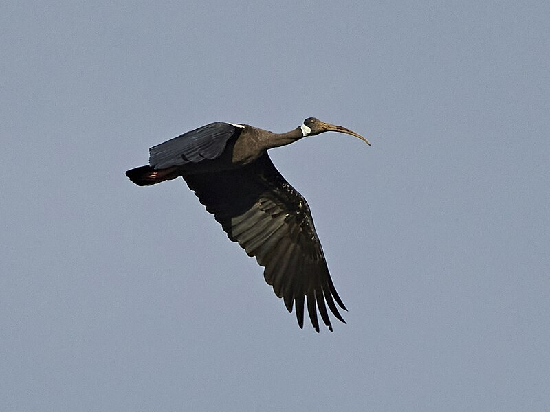 White-shouldered Ibis (Pseudibis davisoni) photo