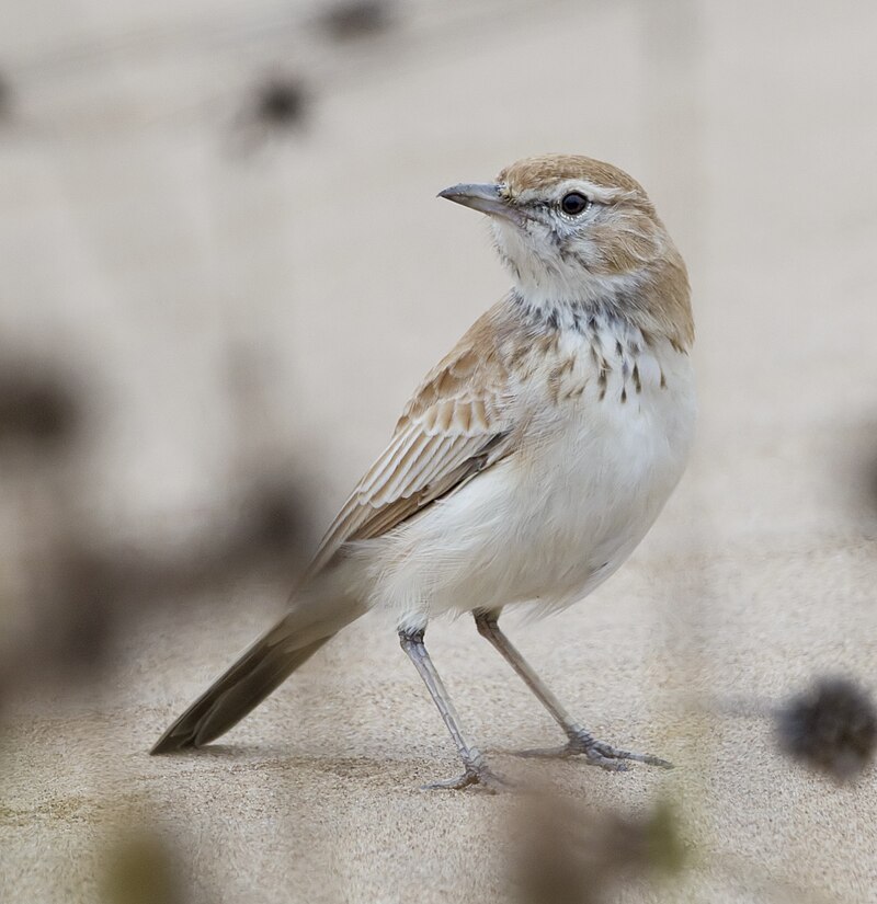 Dune Lark (Calendulauda erythrochlamys) photo