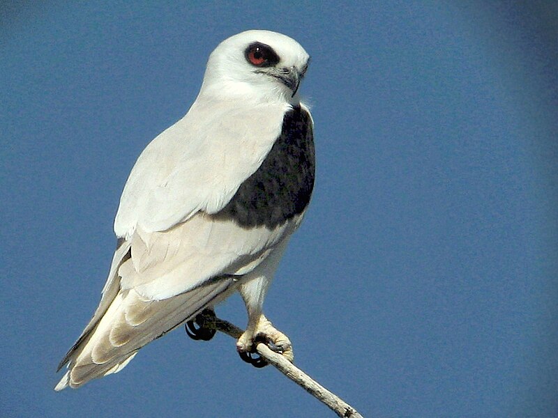 Letter-winged Kite (Elanus scriptus) photo