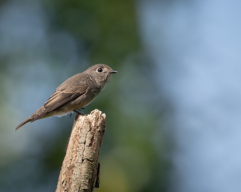 Dark-sided Flycatcher (Muscicapa sibirica) photo