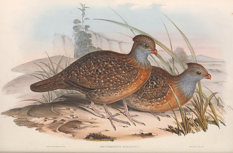 Bearded Wood-Partridge (Dendrortyx barbatus) photo