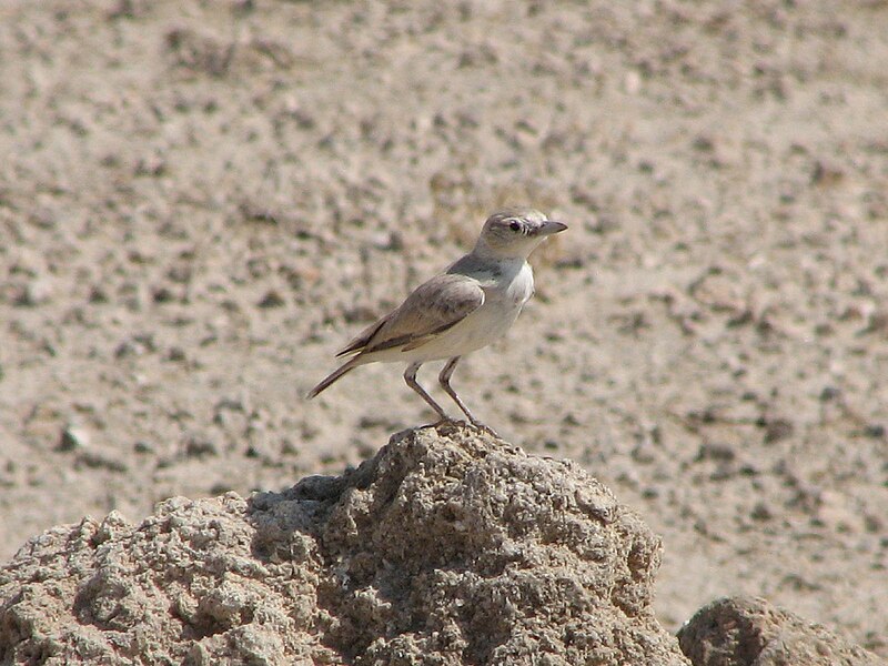 Gray's Lark (Ammomanopsis grayi) photo