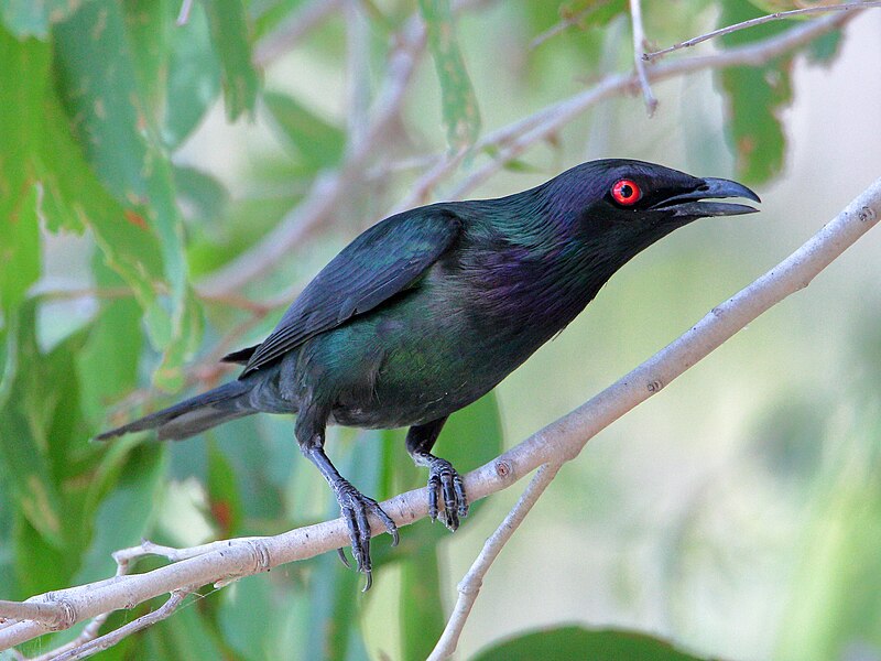 Metallic Starling (Aplonis metallica) photo