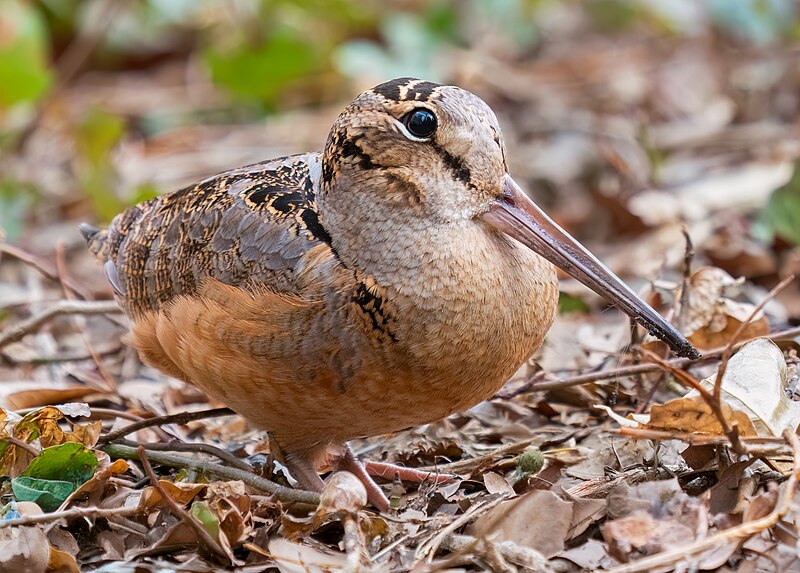 American Woodcock (Scolopax minor) photo