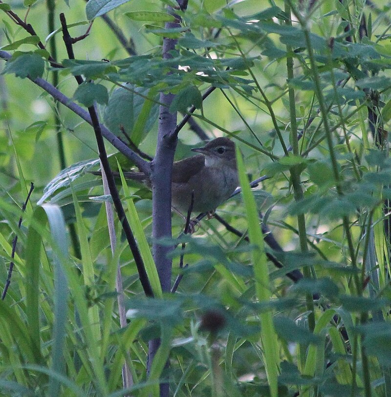 Gray's Grasshopper Warbler (Helopsaltes fasciolatus) photo