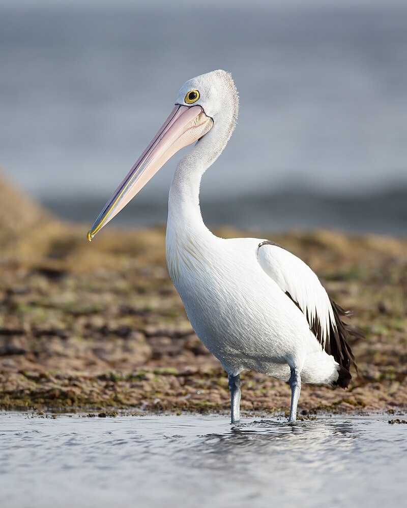 Australian Pelican (Pelecanus conspicillatus) photo