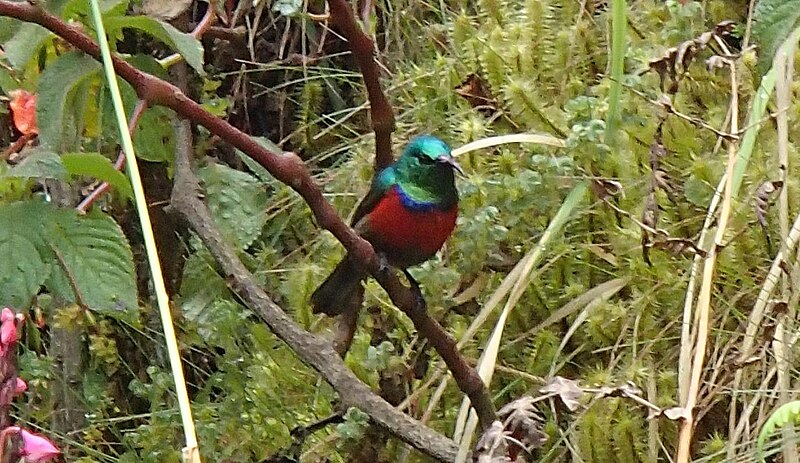 Stuhlmann's Sunbird (Cinnyris stuhlmanni) photo