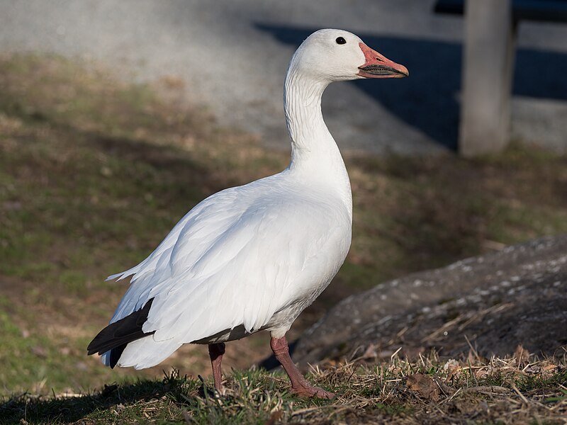 Snow Goose (Anser caerulescens) photo