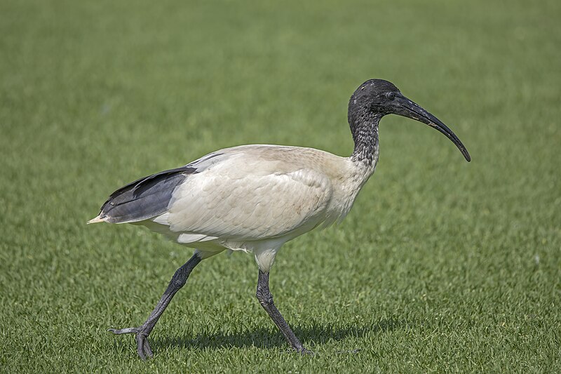 Australian Ibis (Threskiornis molucca) photo