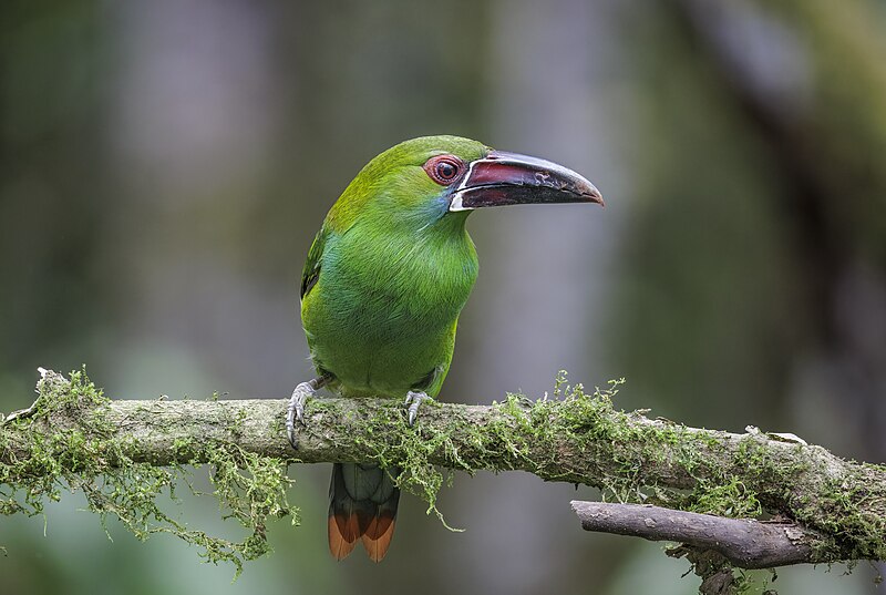 Crimson-rumped Toucanet (Aulacorhynchus haematopygus) photo
