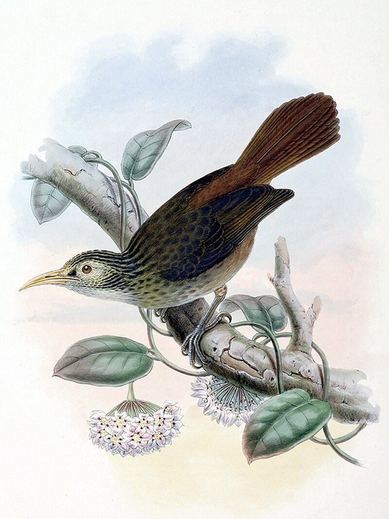 Makira Honeyeater (Meliarchus sclateri) photo
