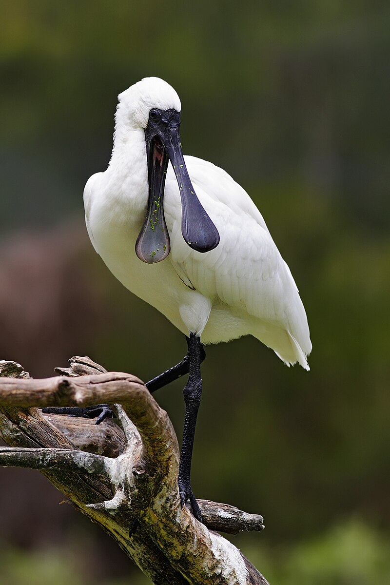 Royal Spoonbill (Platalea regia) photo