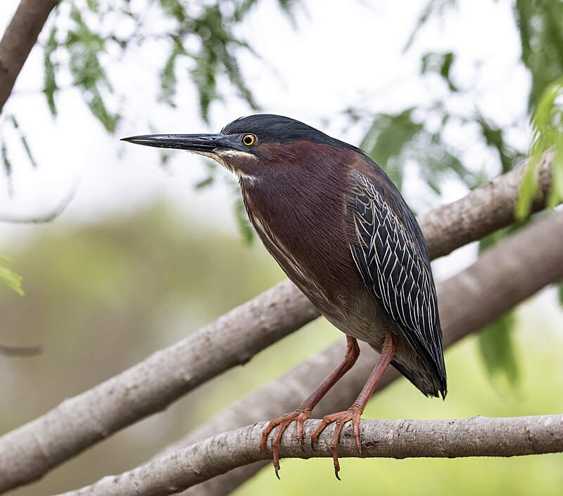 Green Heron (Butorides virescens) photo