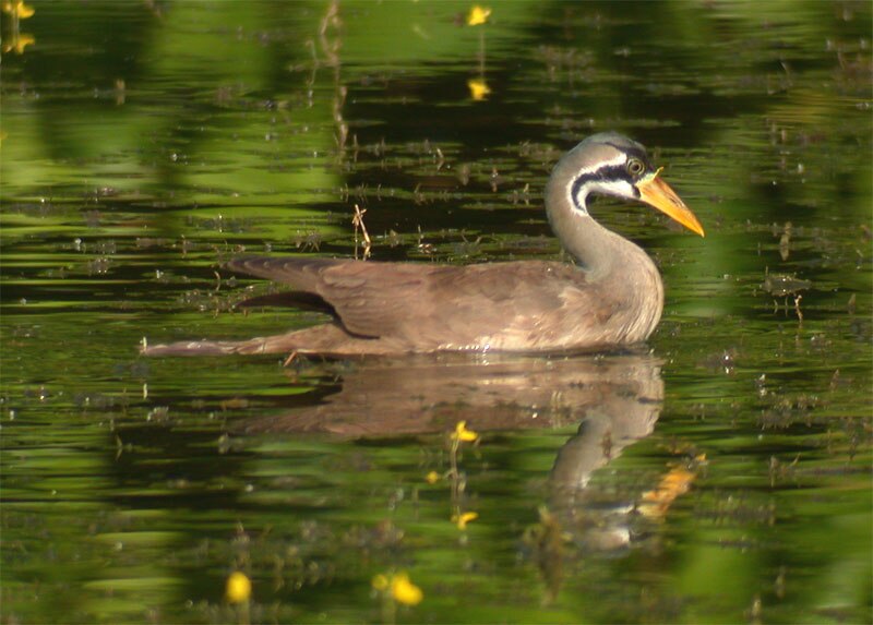 Masked Finfoot (Heliopais personatus) photo