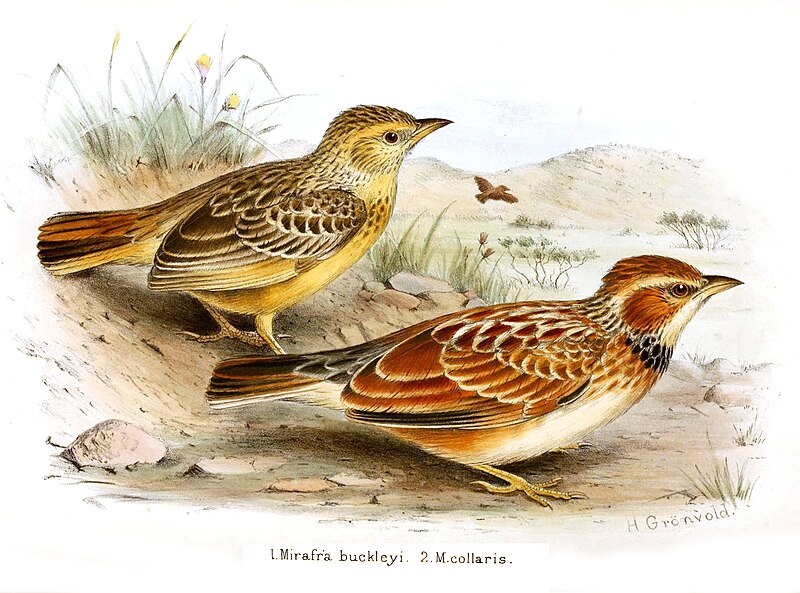 Collared Lark (Amirafra collaris) photo