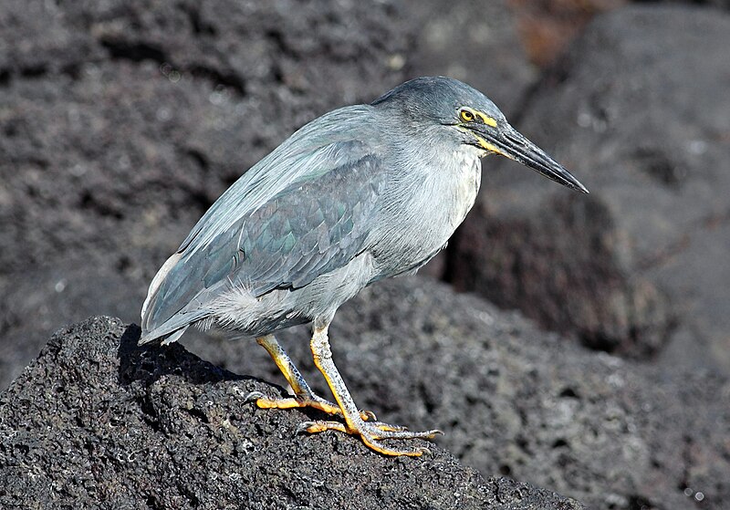 Lava Heron (Butorides sundevalli) photo
